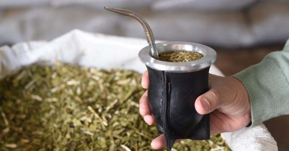 Yerba mate- el consumo interno superoacute los 262 millones de kilos entre enero y noviembre