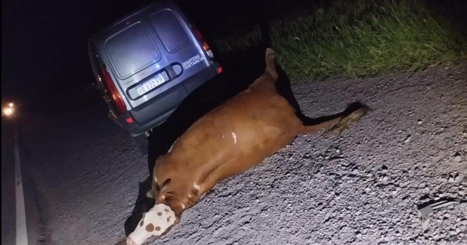 BRUTALIDAD El violento impacto ocasionó importantes daños materiales en ambos rodados adem�s de la muerte del animal vacuno