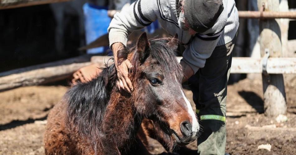 Se confirmoacute la muerte del primer argentino por encefalitis equina