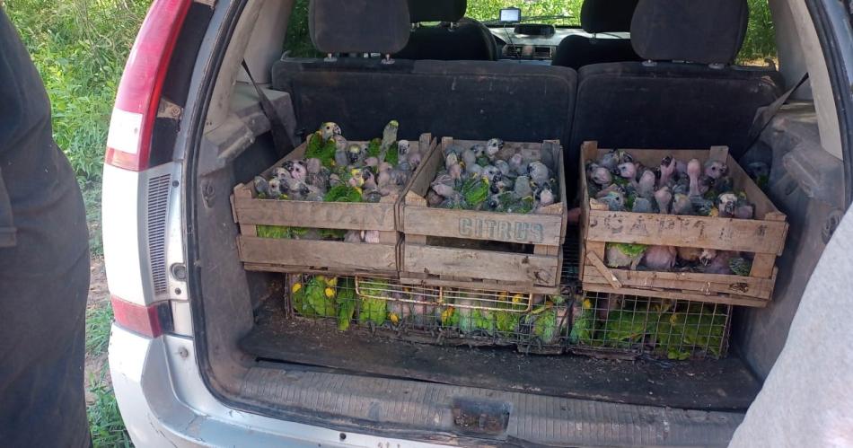 Descubren a dos hombres transportando aves de manera ilegal