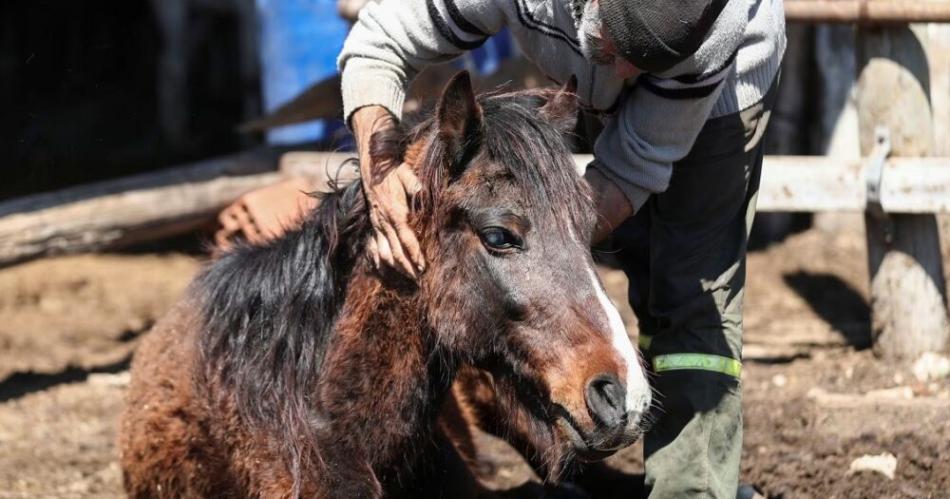 Se confirmoacute en Santiago un caso de Encefalitis Equina del Oeste en humanos