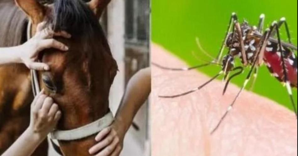 Encefalitis equina- coacutemo prevenirla y queacute mosquitos la transmiten a los humanos