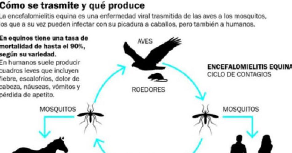 Confirmaron un caso de Encefalitis Equina del Oeste en un paciente de Santiago