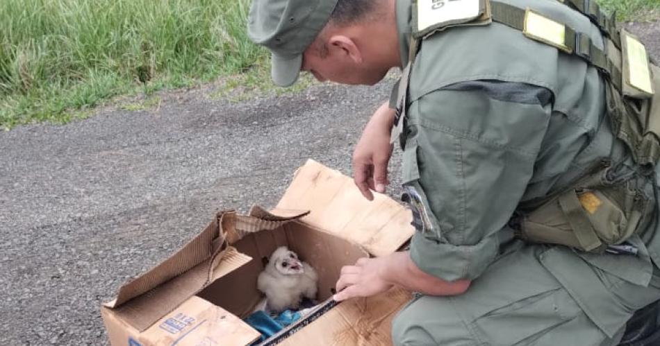 Operativo Plumas Verdes- rescatan 213 loros habladores y un pichoacuten de buacuteho en dos procedimientos