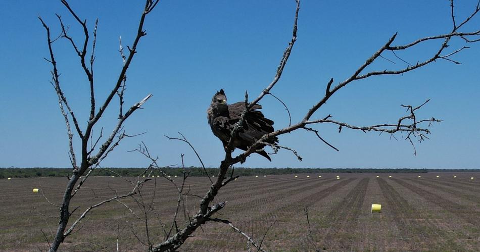 Bioacutelogos regresan en febrero a buscar al aacuteguila coronada en Santiago del Estero