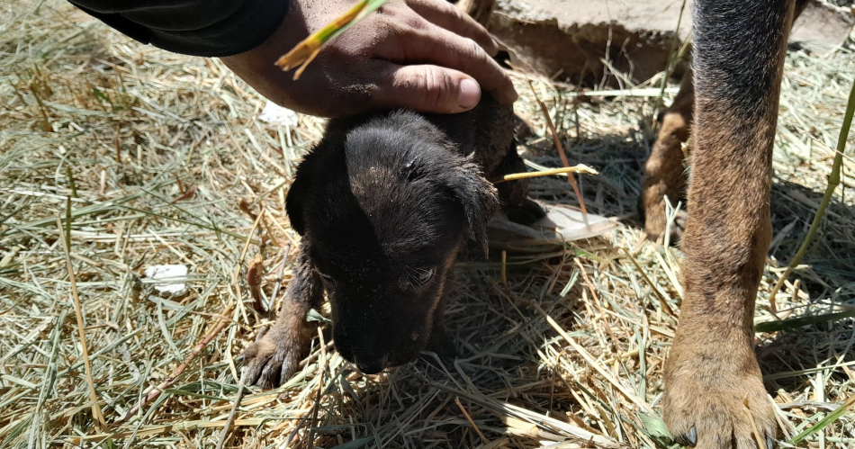 FOTOS- rescate de cachorrito atrapado en cantildeeriacutea requirioacute gran operativo