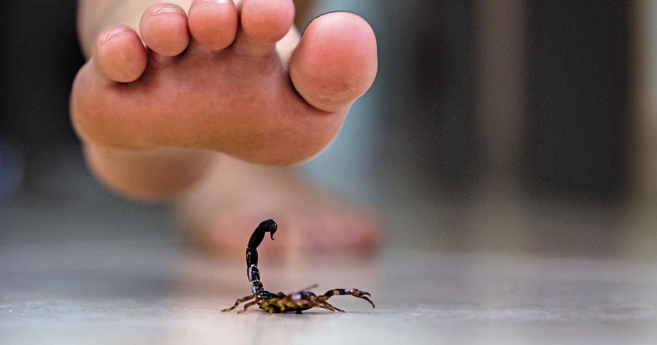 La ola de calor y la humedad originan la aparicioacuten de escorpiones en Santiago del Estero