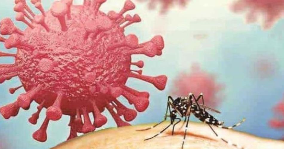 Covidengue- la combinacioacuten explosiva que preocupa a los infectoacutelogos