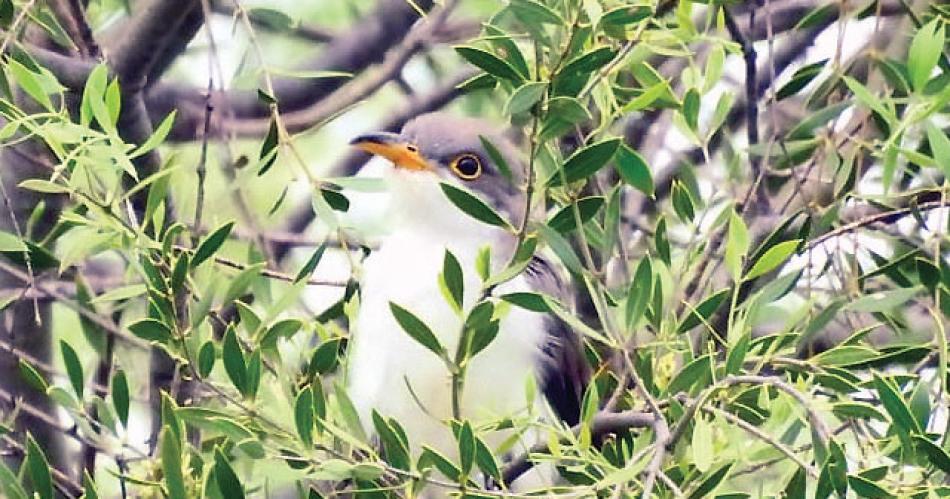 Bioacuteloga canadiense encontroacute en el Gran Chaco Americano un valioso tesoro