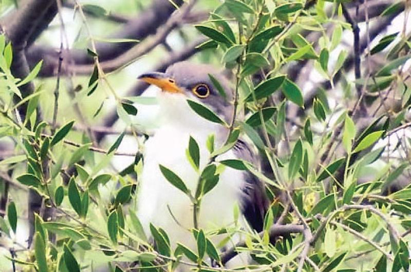 Bioacuteloga canadiense encontroacute en el Gran Chaco Americano un valioso tesoro