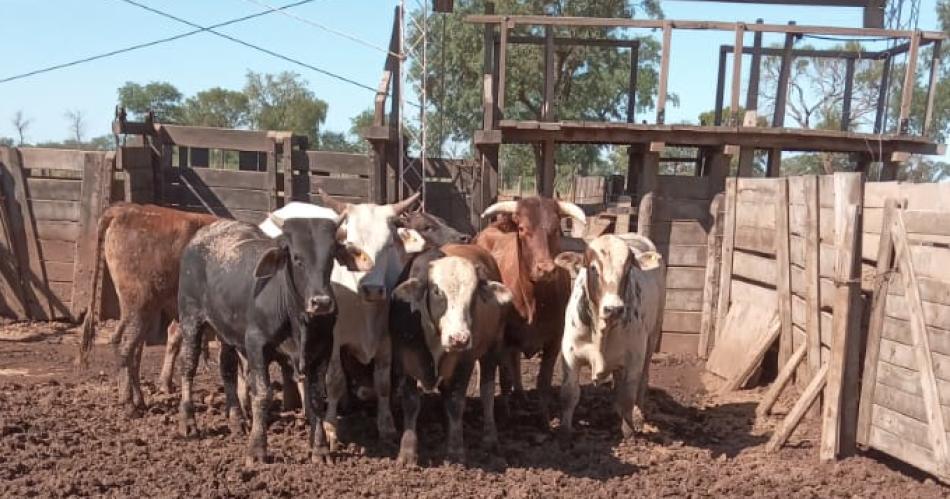 Asuntos internos investiga a la jefa policial esposa del carnicero detenido por robo de vacas en Suncho Corral