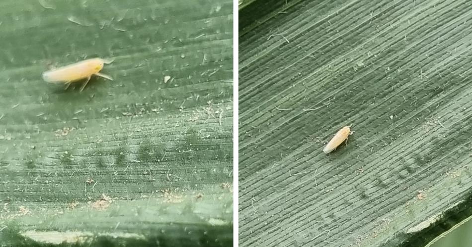 Preocupa la plaga de la chicharrita que afecta miles de hectaacutereas en el interior