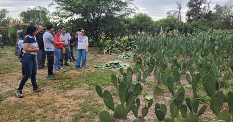 Investigan el potencial forrajero de la tuna en Friacuteas y zona de influencia