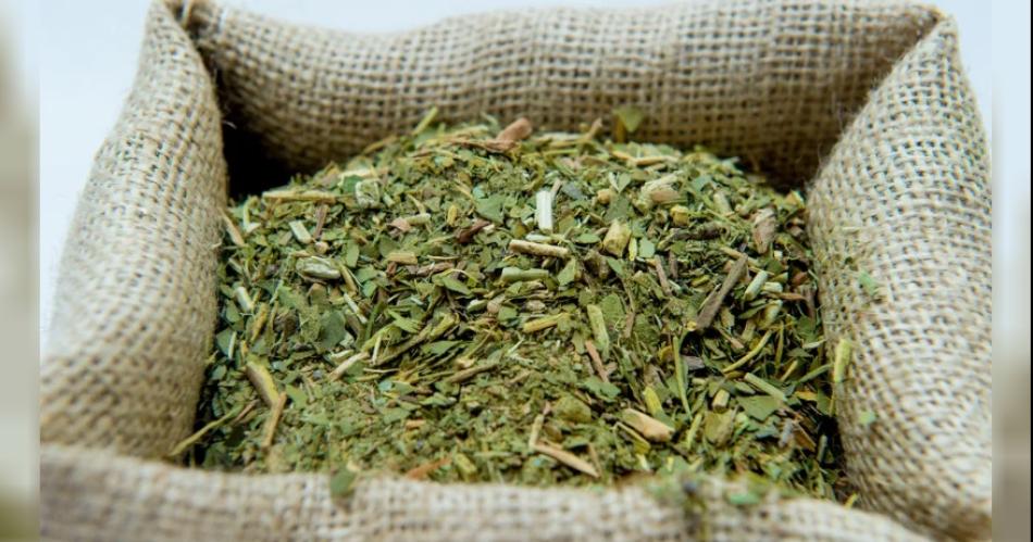 Se frenaron los artiacuteculos del DNU que le impediacutea fijar precios al Instituto Nacional de la Yerba Mate