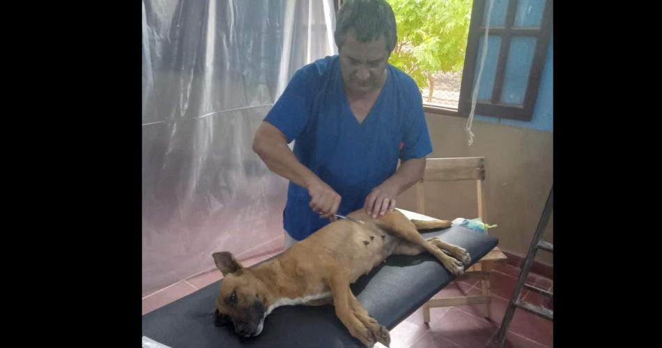 En la localidad de Choya habraacute otra jornada de castracioacuten canina y felina