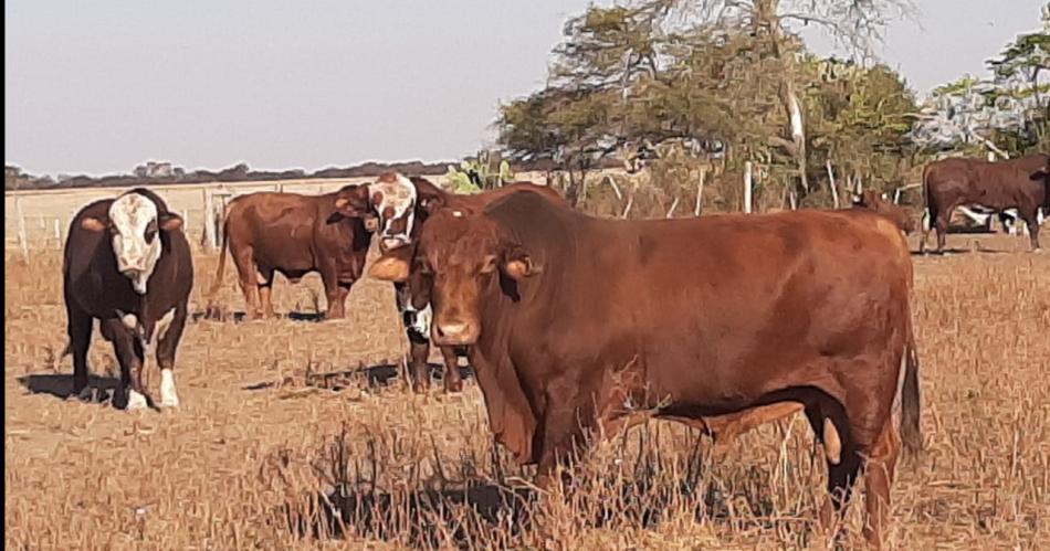 En seis antildeos faacutecil me robaron casi  60 M de ganado en Roversi