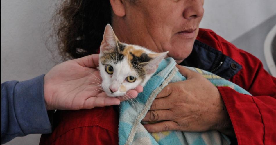 En Fernaacutendez maacutes de 50 mascotas fueron esterilizadas en otro operativo