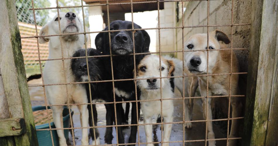 Maltrato animal- Hace falta el compromiso de la sociedad denunciar educar y  sancionar