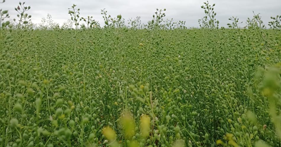 Dos empresas promueven el cultivo de camelina para producir biocombustibles en el paiacutes