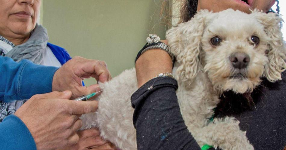 Realizan un operativo de desparasitacioacuten y vacunacioacuten de gatos y perros