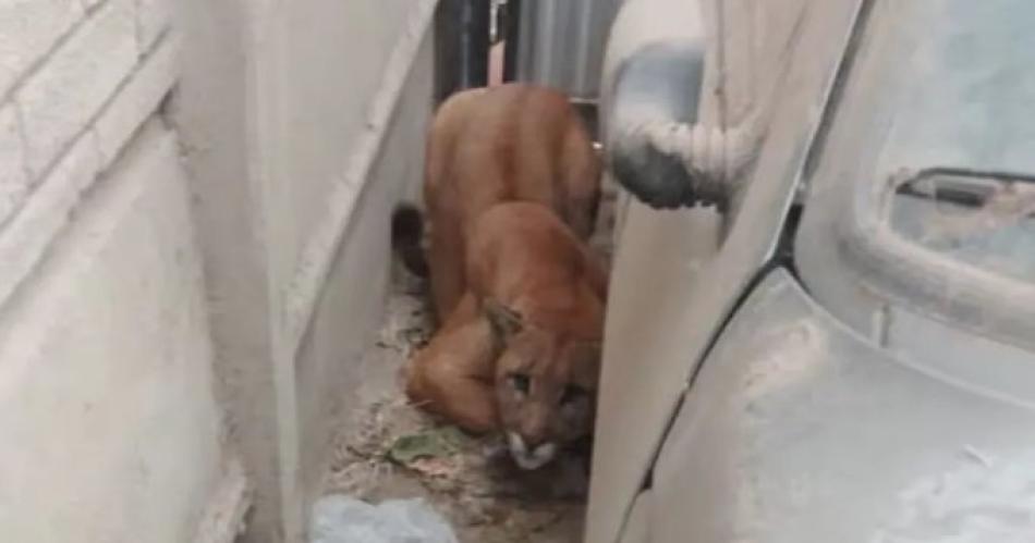 Terror- encontroacute un puma en el garage de su casa