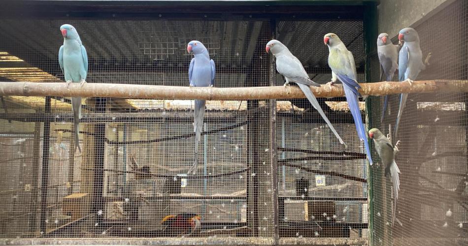 Policiacutea Federal desarticuloacute una organizacioacuten criminal que comercializaba aves exoacuteticas valuadas en cientos de doacutelares