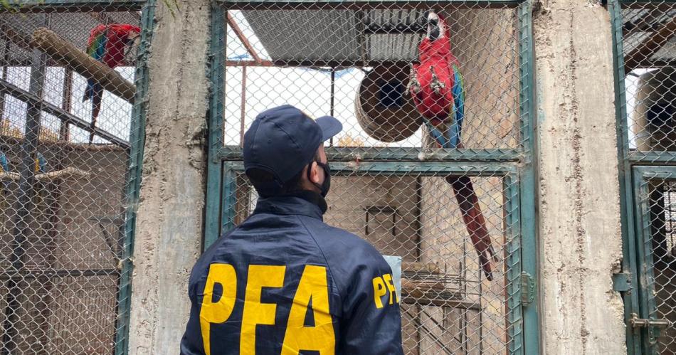 Policiacutea Federal desarticuloacute una organizacioacuten criminal que comercializaba aves exoacuteticas valuadas en cientos de doacutelares