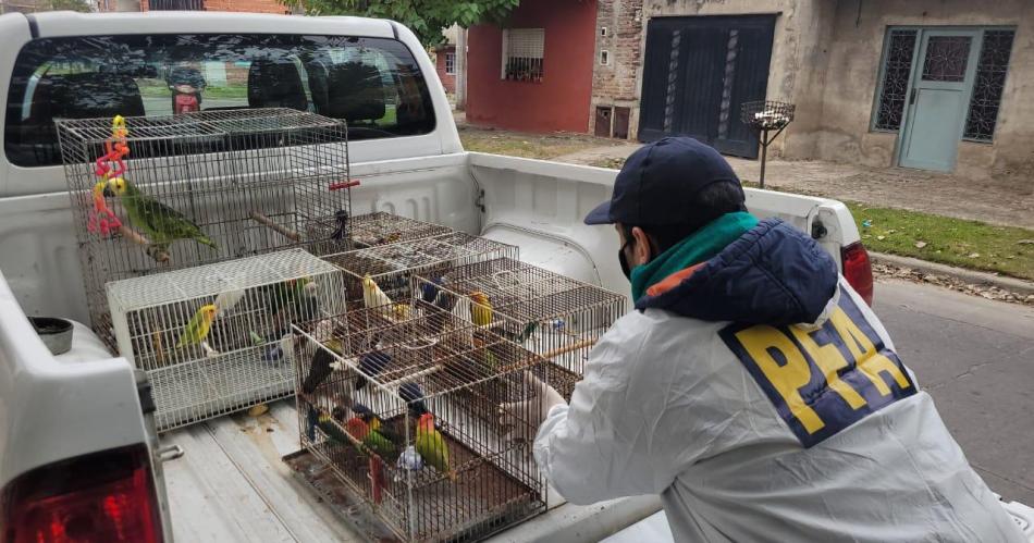 Policiacutea Federal desarticuloacute una organizacioacuten criminal que comercializaba aves exoacuteticas valuadas en cientos de doacutelares