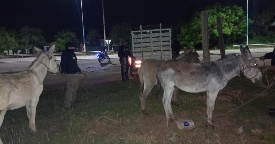 Retiran animales sueltos en rutas del Sudeste santiaguentildeo