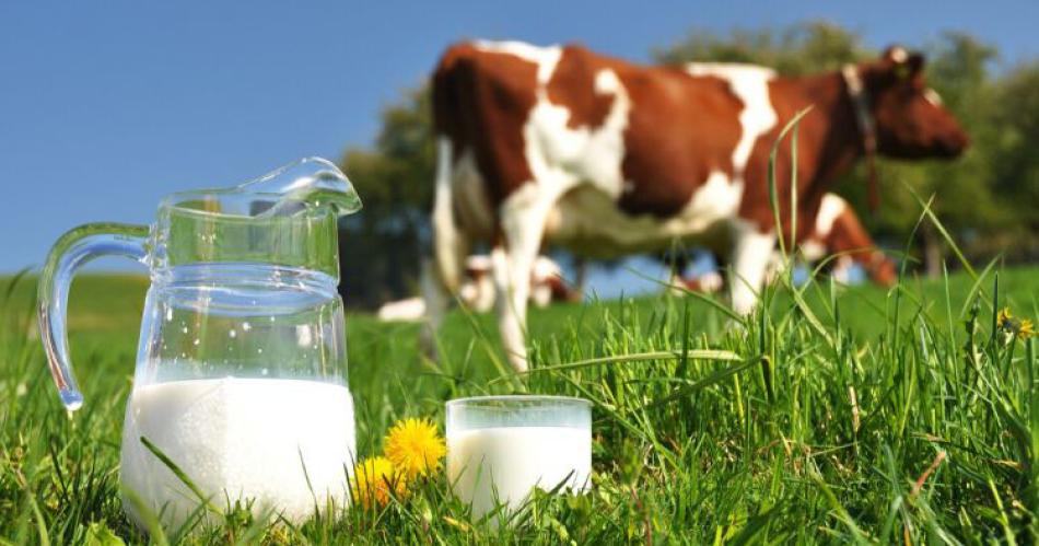 La leche es alimento esencial en el Plan Alimentario Saludable