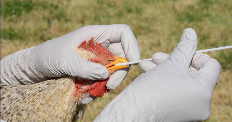 Confirman la muerte de una persona por infeccioacuten de gripe aviar