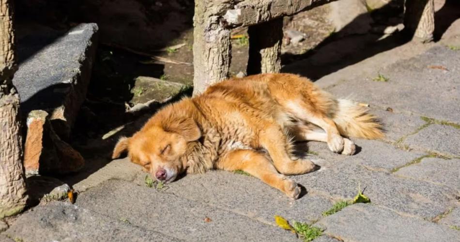 Maltrato- Matoacute a tiros al perro de su vecina con un rifle de aire comprimido