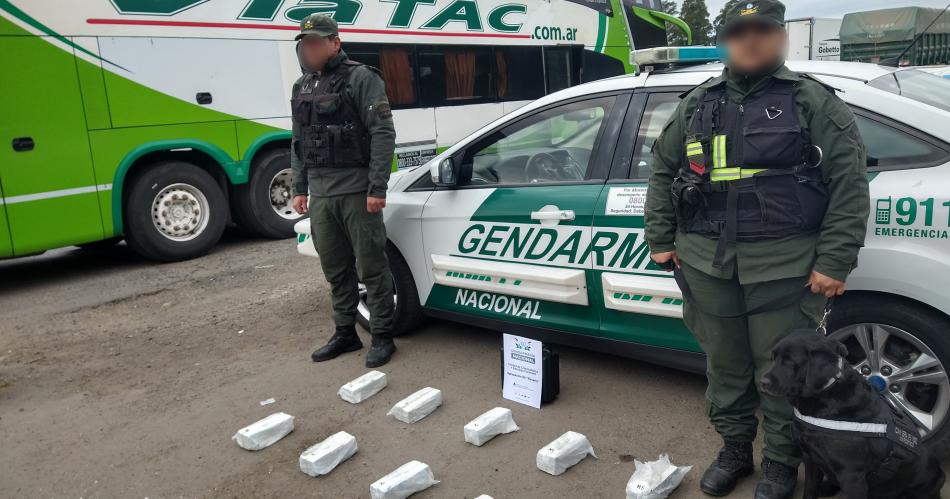 Perro de Gendarmeriacutea ayudoacute a detectar drogas en un micro