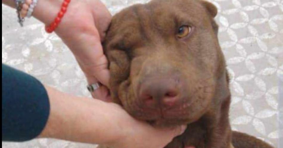 Buscan a Astor un pitbull que se perdioacute en La Banda