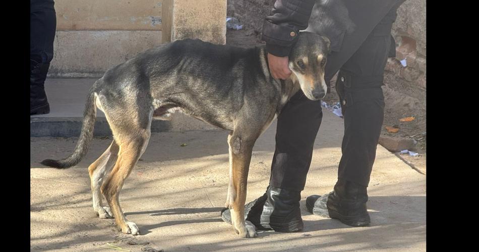 Allanan una casa y secuestran tres perros que se encontraban en total estado de abandono