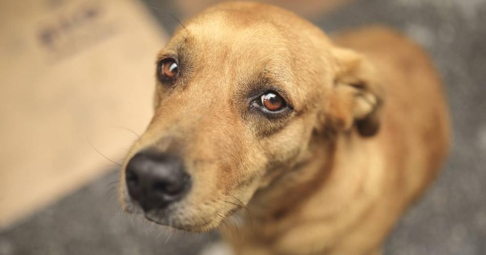 Avanza en Diputados el tratamiento de la Ley Conan- de que se trata la propuesta contra el maltrato animal