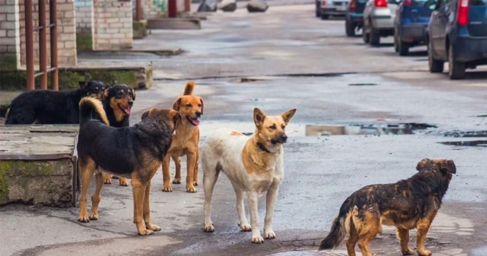 La Policiacutea negoacute las acusaciones de el Polaco de hacer desaparecer los perros de la calle