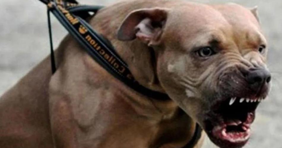 Condenan a 8 antildeos de caacutercel a duentildeo de un pitbull que matoacute a una nena