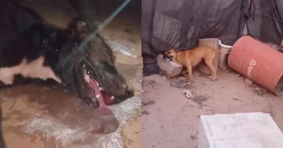 Denuncian envenenamiento de perros en el barrio General Paz