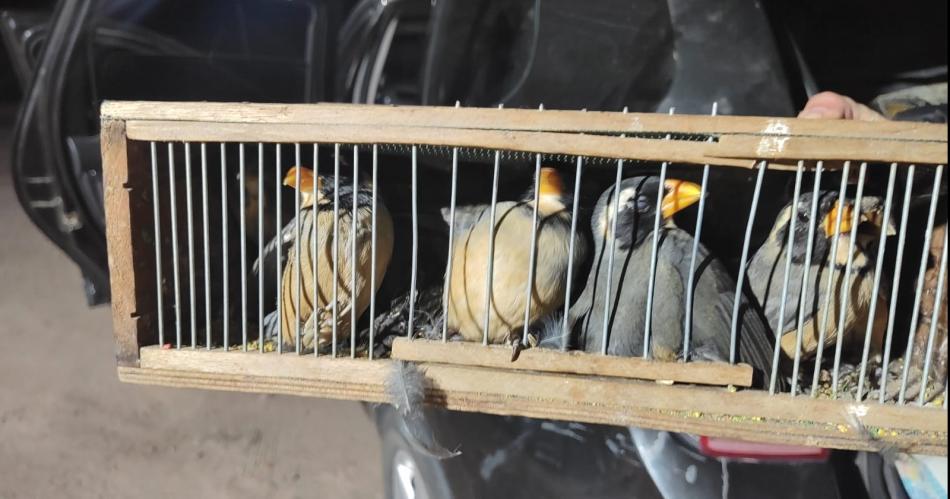 Llevaba en su vehiacuteculo 70 aves autoacutectonas y la Policiacutea lo descubrioacute