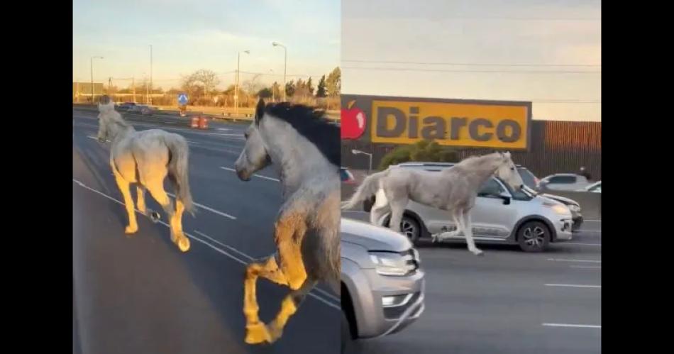 VIDEO  Insoacutelito- una docena de caballos al galope en plena Autopista Panamericana