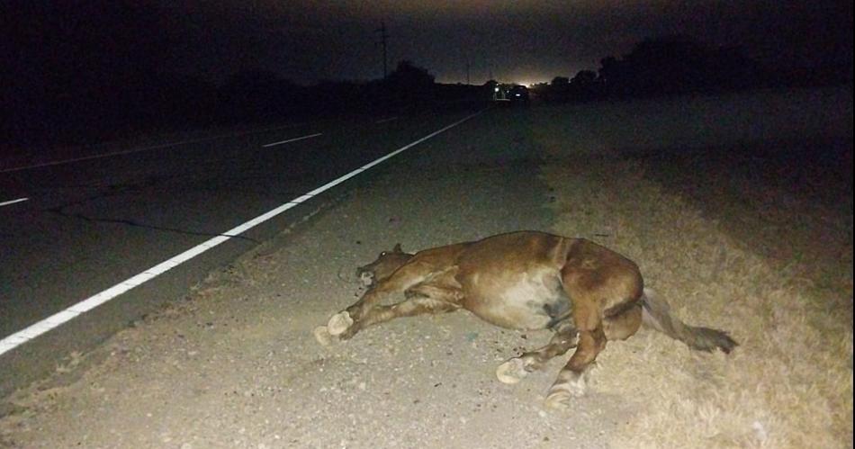 La intendente Fuentes sufrioacute un accidente de traacutensito en La Rioja 