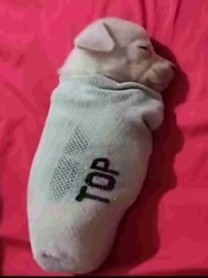 Es domingo y este perrito lo sabe