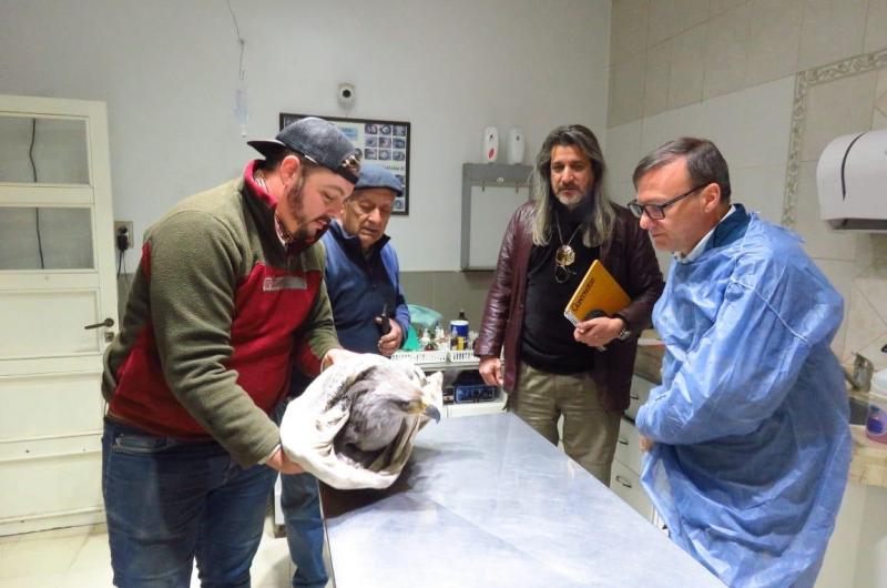 Rescatan un Aacuteguila Coronada en el interior del departamento Banda