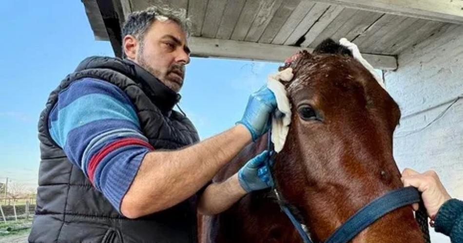 Dramaacutetico rescate- un caballo cayoacute a un pozo ciego y una jauriacutea le mutiloacute las orejas