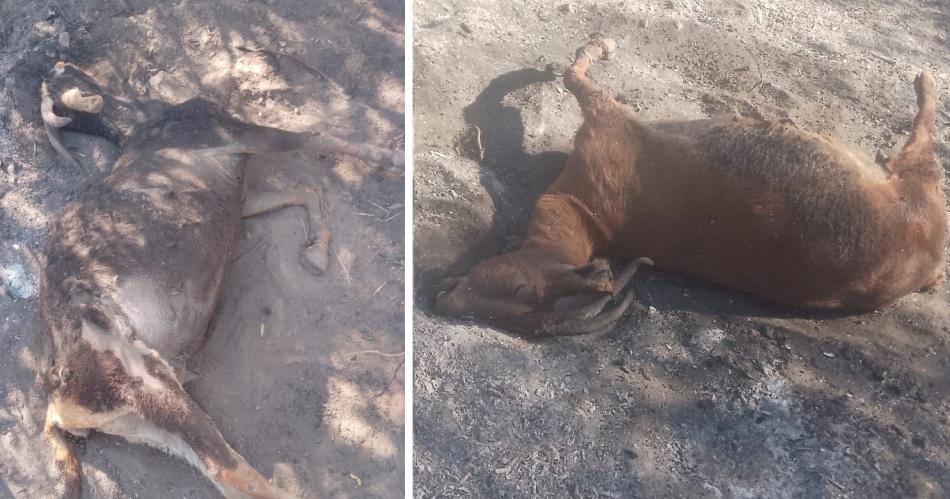 VIDEO  Incendio intencional se cobra la vida de animales en el interior santiaguentildeo