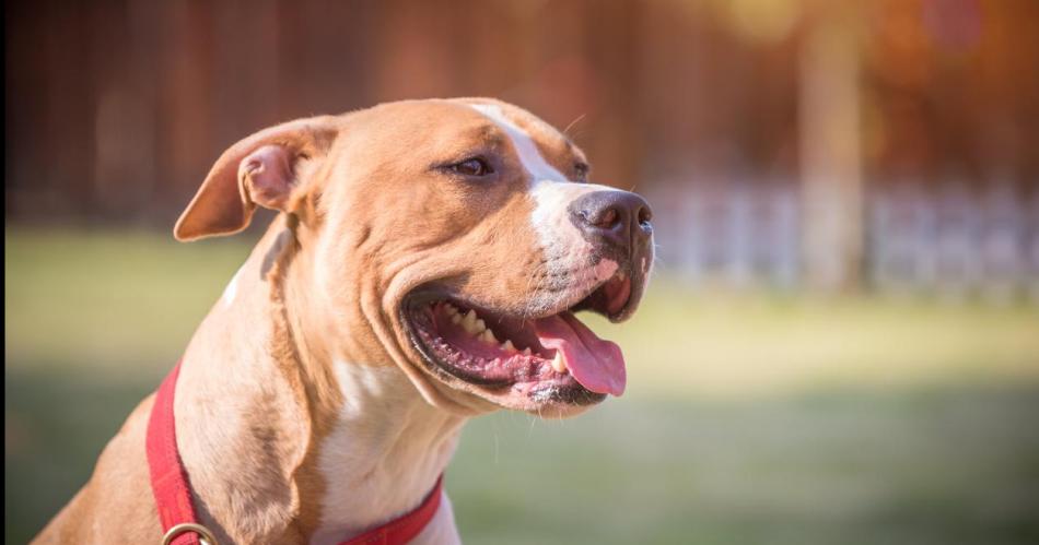 Dos nintildeos de 2 y 6 antildeos con graves heridas tras ser atacados por un Pitbull