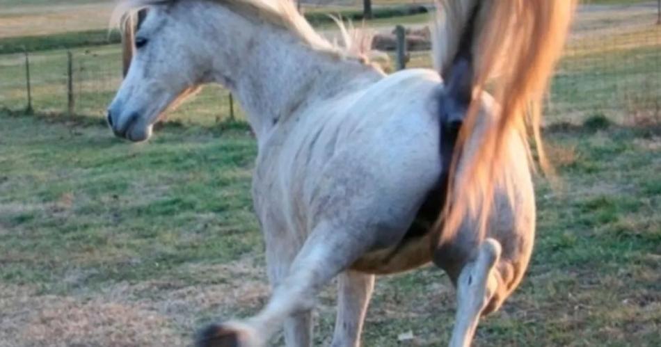 Murioacute un nene de 7 antildeos por la patada de un caballo