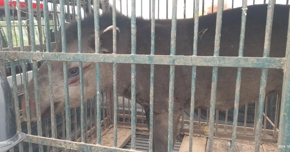 Rescatan toman muestras y liberan un ejemplar de tapir en el departamento Copo