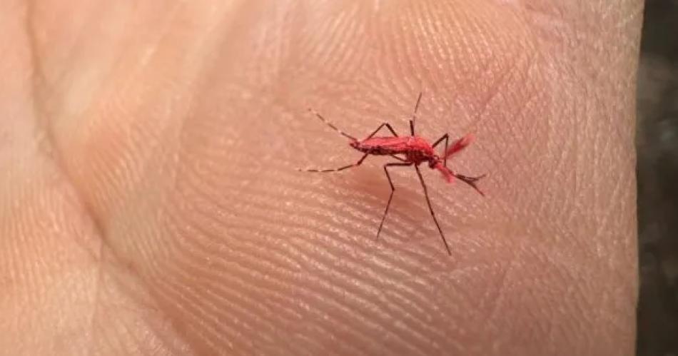 Liberaron 10 mil mosquitos rojos- queacute son y para queacute sirven